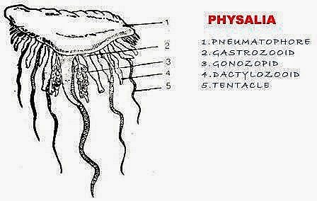 [Physalia-polymorphism-cnidaria-%255B13%255D.jpg]