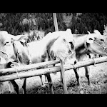 Braunviehausstellung Zillertal