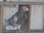 Algunas de Las Palomas Famosas de Todos Los Tiempos. Slideshow