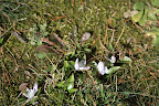 These little blueish flowers are Puschkinia, named in honor of the Russian botanist Apollo Mussin-Pushkin.  These look a little flattened from the weight of the recent snow.