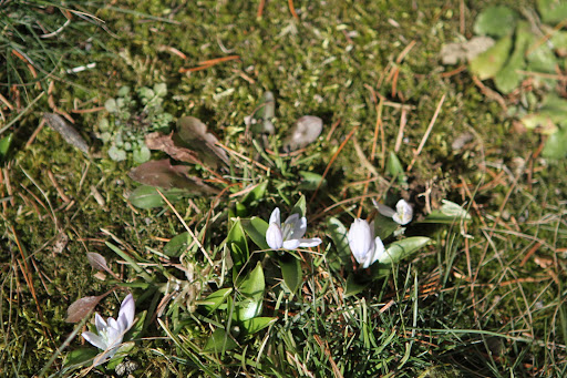 These little blueish flowers are Puschkinia, named in honor of the Russian botanist Apollo Mussin-Pushkin.  These look a little flattened from the weight of the recent snow.