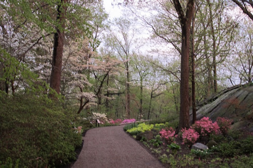 The chartreuse works so well with the pink azalea blossoms.