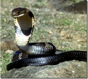 La cobra rey La cobra rey