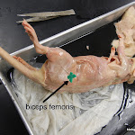 rat_biceps_labeled.JPG