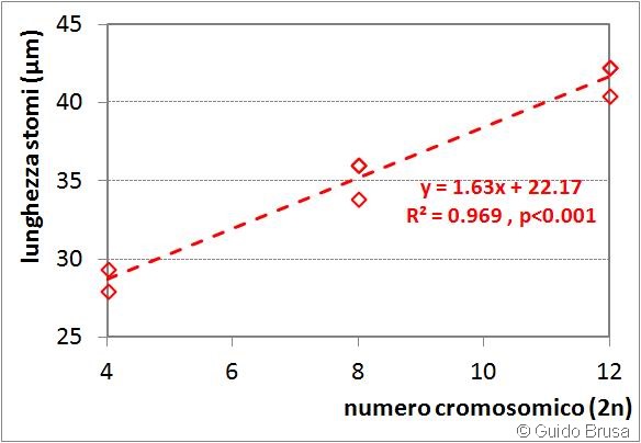 [molinia_stomi2%255B2%255D.jpg]