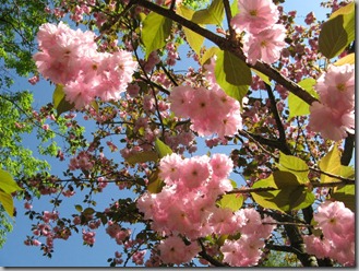 Flowering cherry