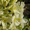 dsc05782.jpg