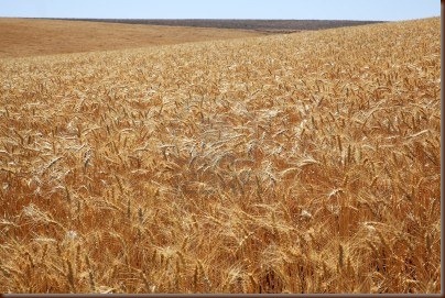 wheat 3