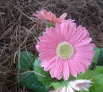 DSC00638.JPG