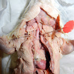 rat_trachea.JPG
