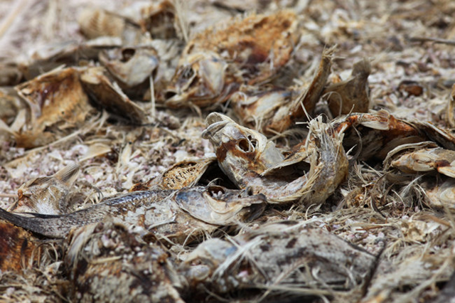 Dead tilapia along the eastern shore of the Salton Sea, summer 2012. The lake has been shrinking, and its salinity continues to rise. Monica Almeida / The New York Times