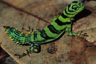 [Tumucumaque_iguana%255B3%255D.jpg]