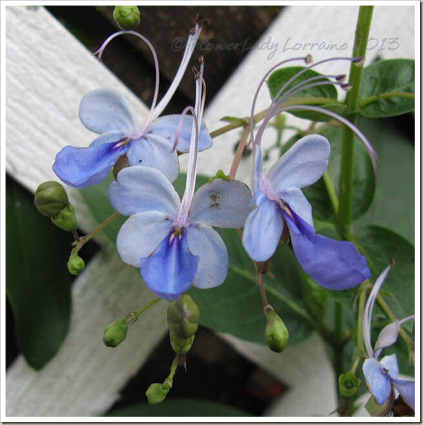 01-22-blue-butterflybush