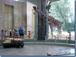 0258 Alberta Calgary - Calgary Zoo Destination Africa - African Savannah - Giraffe