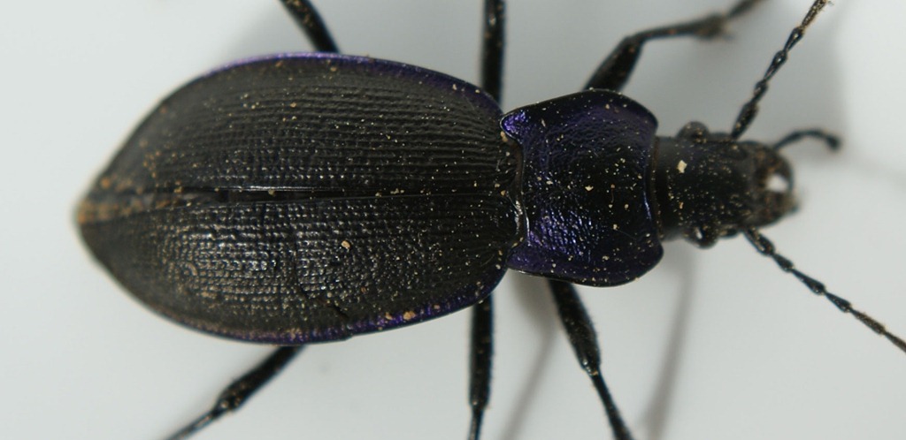 [beetle-body%255B7%255D.jpg]