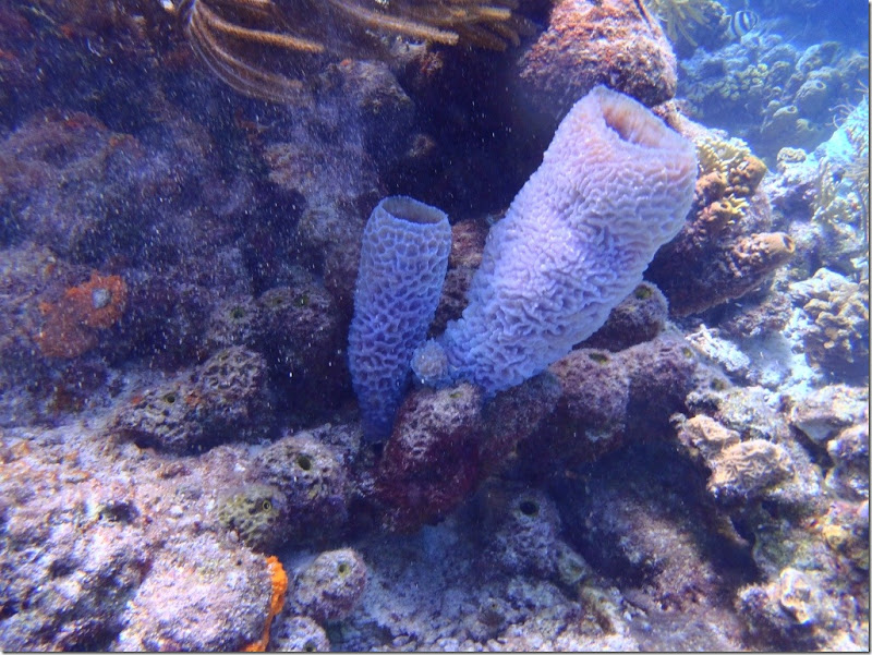 023b korallen