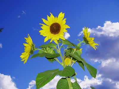 [sunflowermulti42.jpg]