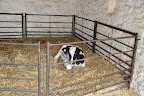 Farm animals at the Museum of Welsh Life
