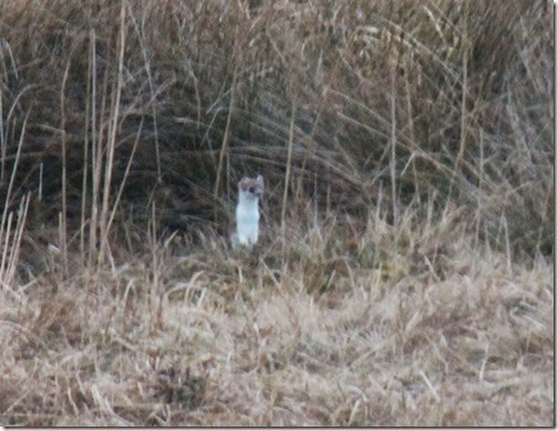 8 stoat