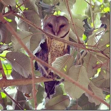 Barn Owl Arusha
