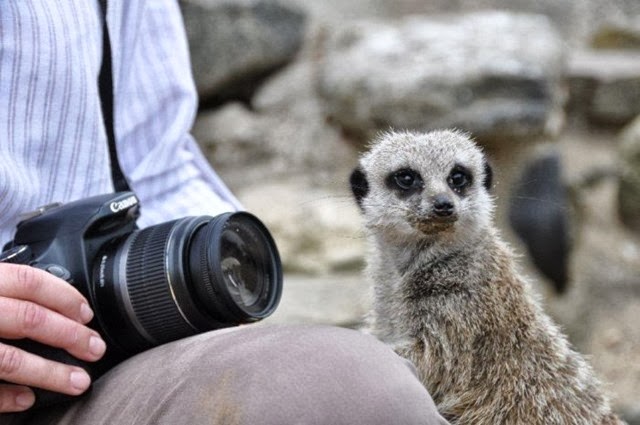 [Meerkat%2520and%2520Camera%255B5%255D.jpg]