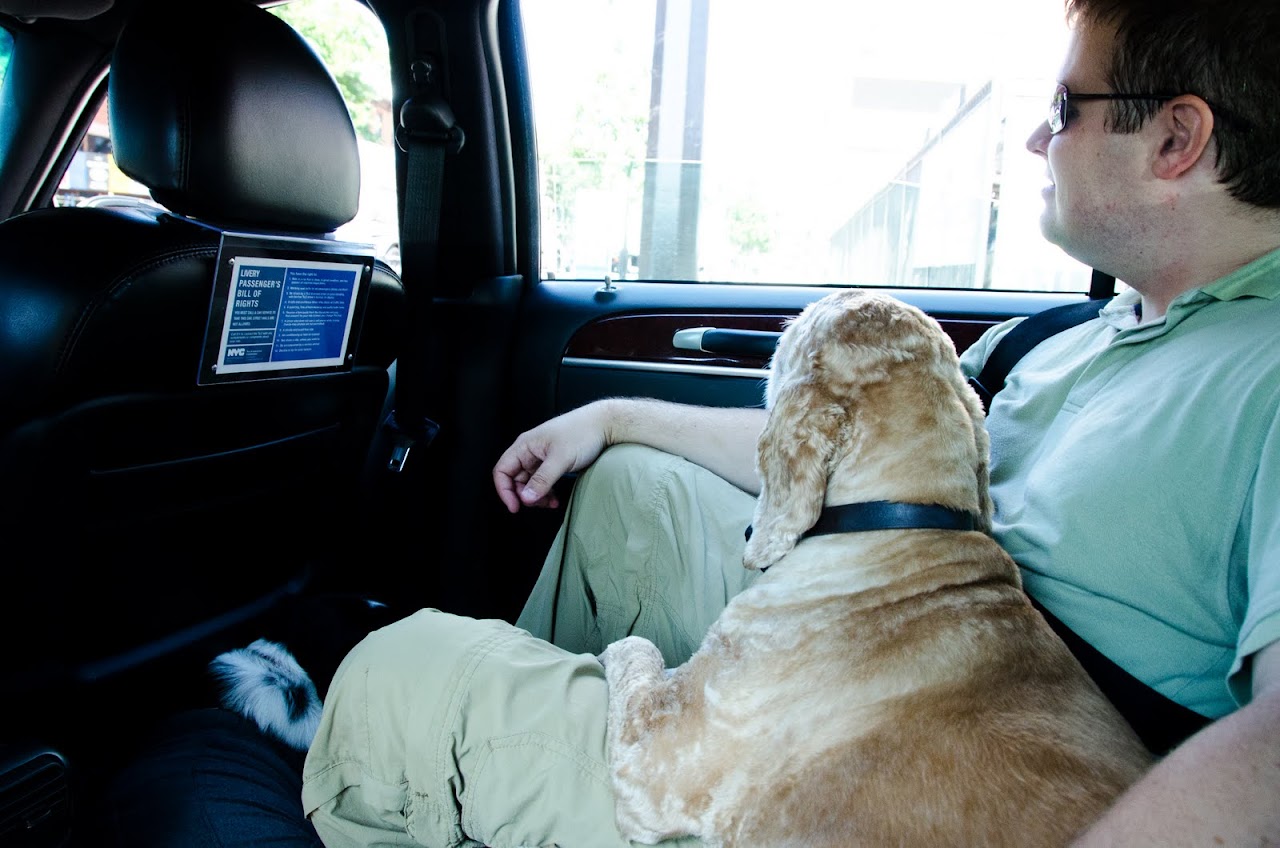 Chewy in the town car