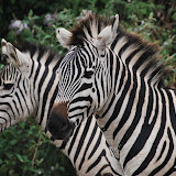 Africa - Livingstone to Nairobi