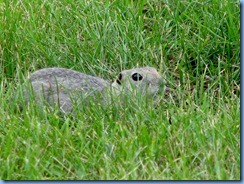 0812 Alberta Calgary - ground squirrel in field beside our hotel