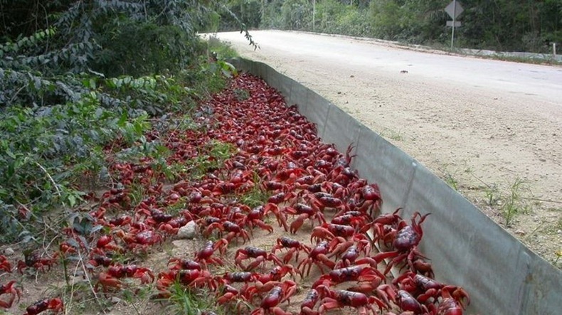red-crab-migration-8