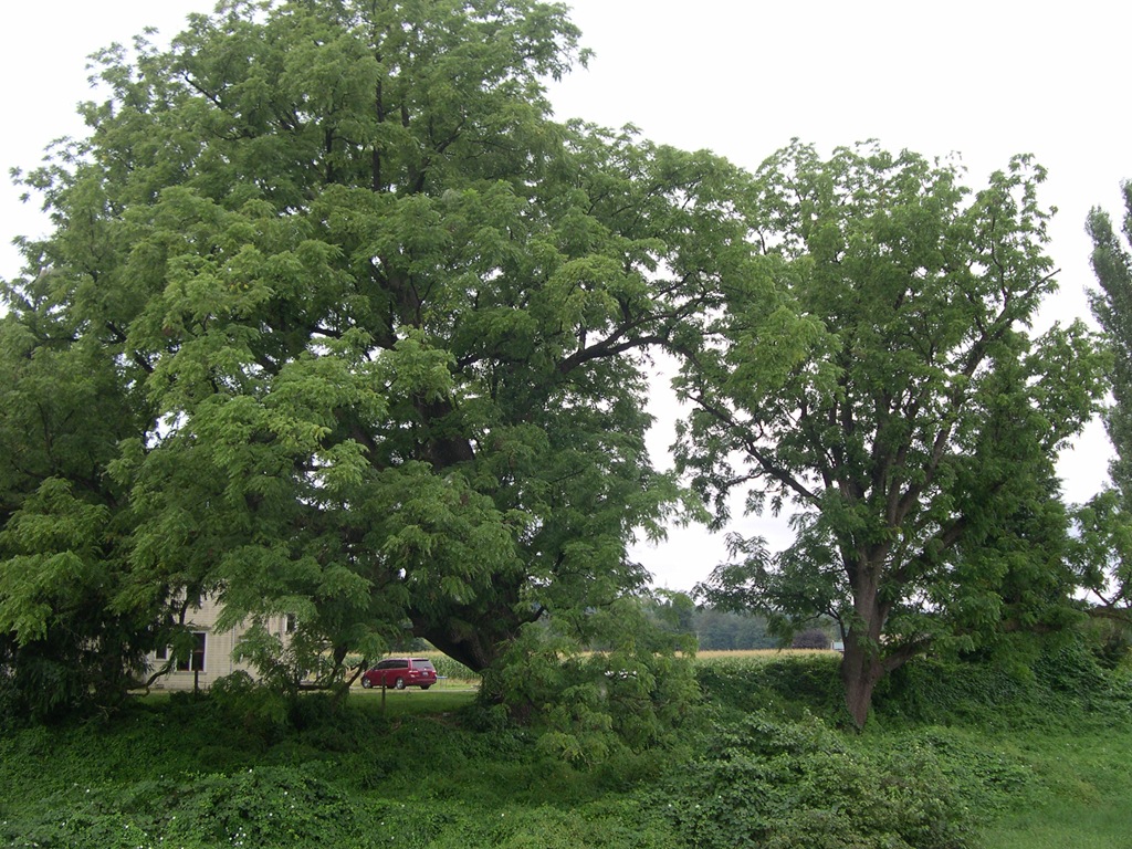 [Stately-walnut-trees3.jpg]