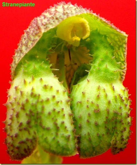 monadenium echinulatum fiore