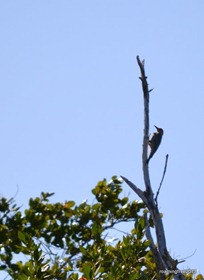 Red-Bellied Woodpecker