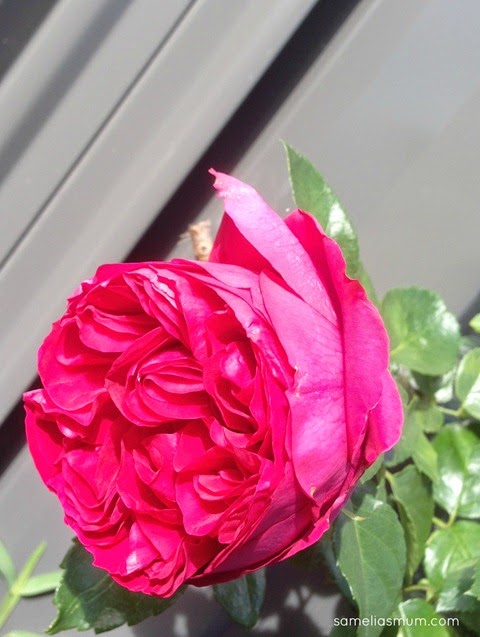 Pierre De Ronsard - Red Rose
