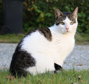 kitter.jpg