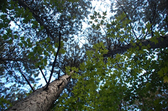 [Maple%2520and%2520Spruce%255B9%255D.jpg]
