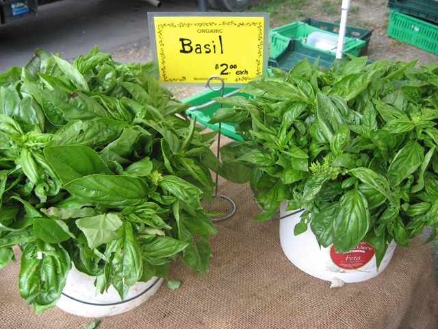 [basil%255B4%255D.jpg]