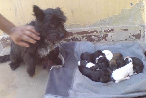 perritos sin casa maria esther.jpg