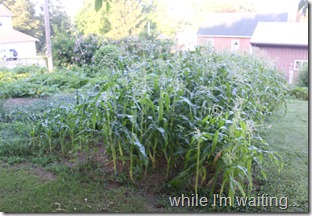 2011 Jul 16_0381 2011 Jul 16_0381