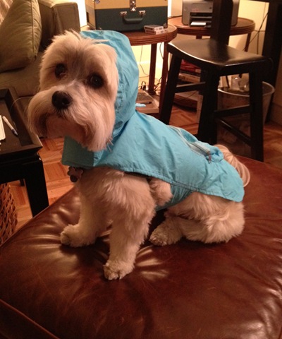 [hurricane-sandy-dogs-14%255B2%255D.jpg]
