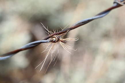 Stacey Huston_barbed wire w fur.jpg