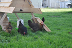  Chicken Gallery