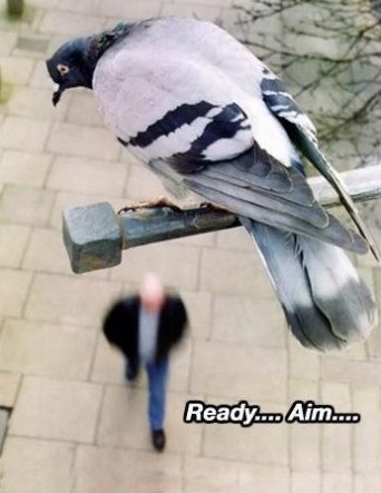 Aim - She's Got It  Angry Birds 