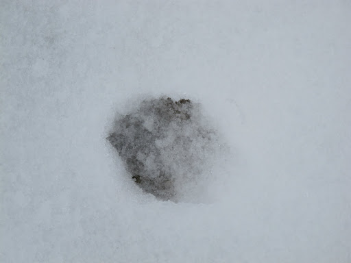 To get to the donkeys, we have to trek through the snow and it's so icy cold!  My little paws don't like it very much.  G.K.  with all of your thick fur, you seem to be holding up nicely.4