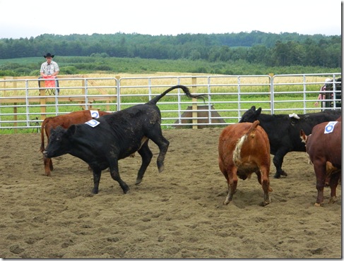 Team Penning 2011 146