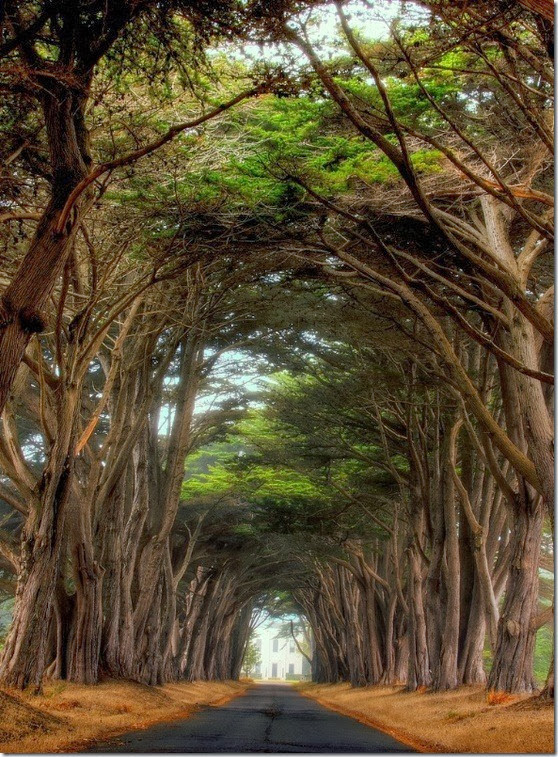 Point-Reyes-National-Seashore-California-1 Point-Reyes-National-Seashore-California-1