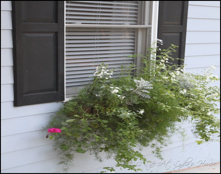 window box 6 window box 6