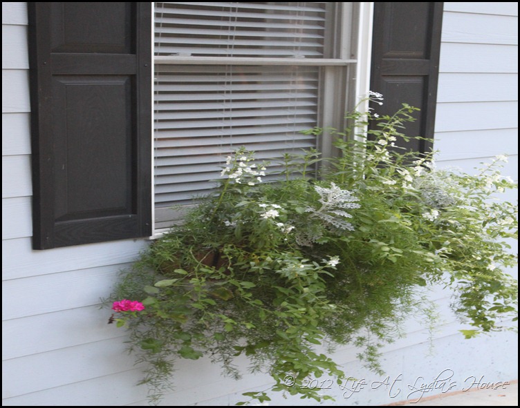 window box 6