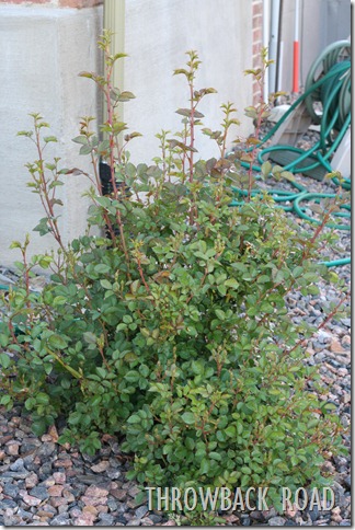 rose bush 001
