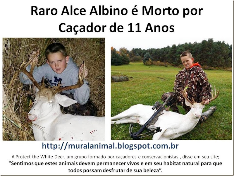 Raro Alce Albino é Morto por