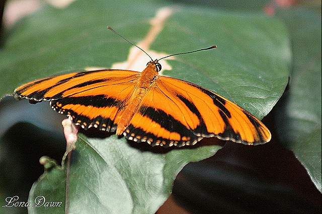 [FPC_Butterfly_Banded_Orange%255B9%255D.jpg]